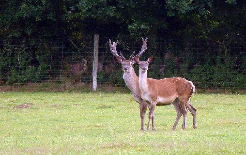 Location de vacances - Gîte à Saint-Quay-Perros