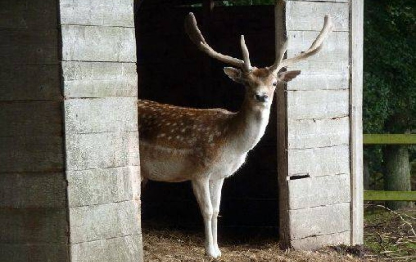 Location de vacances - Gîte à Saint-Quay-Perros