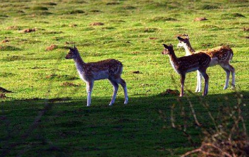 Location de vacances - Gîte à Saint-Quay-Perros