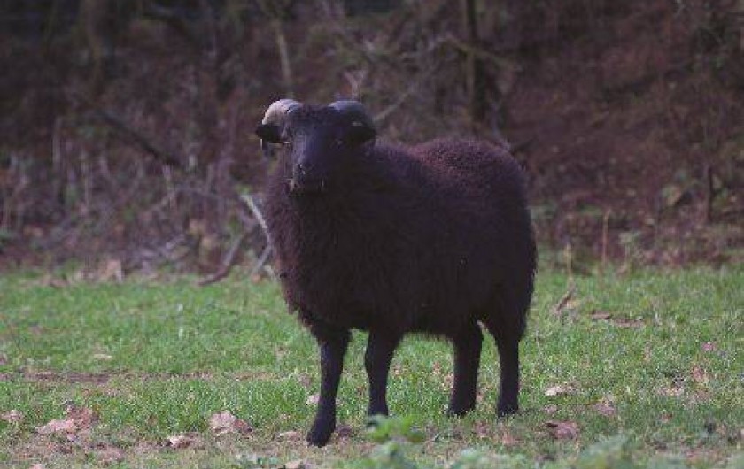 Location de vacances - Gîte à Saint-Quay-Perros