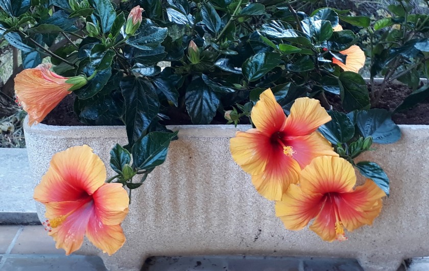 Location de vacances - Villa à Biviers