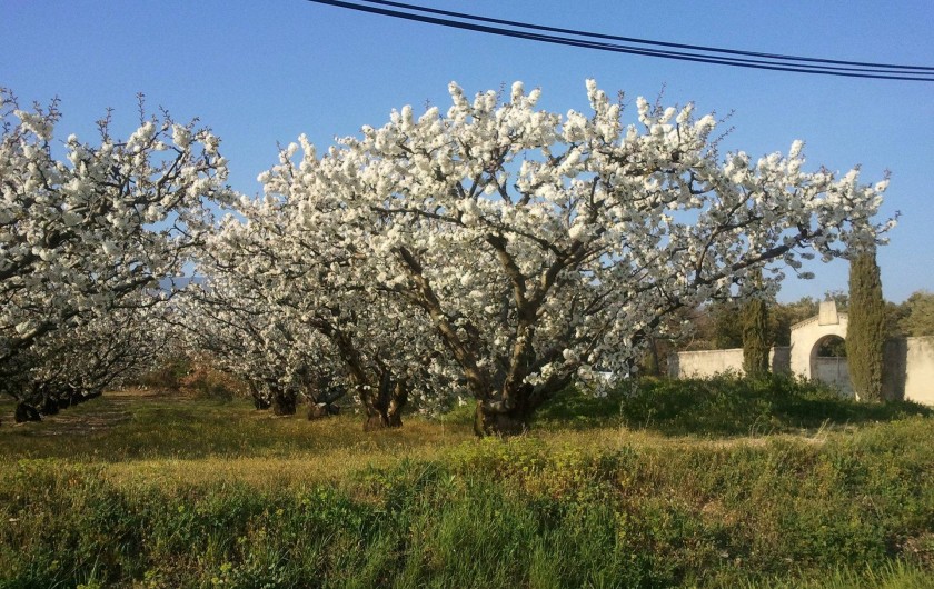 Location de vacances - Villa à Bédoin