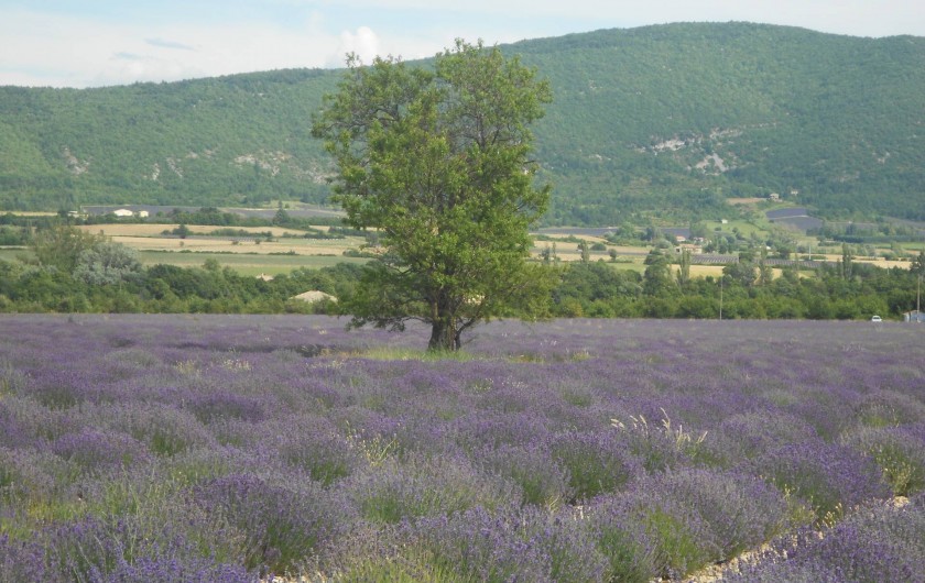 Location de vacances - Villa à Bédoin