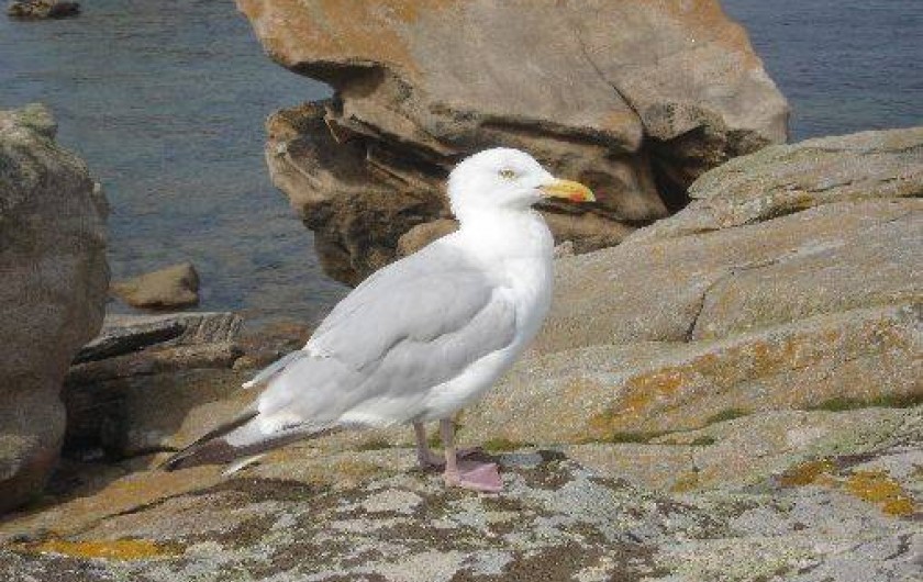 Location de vacances - Maison - Villa à Plouhinec
