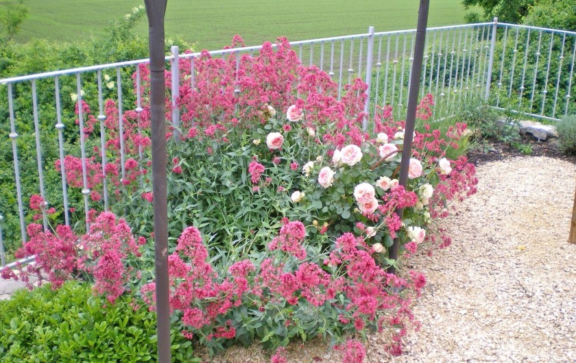 Location de vacances - Gîte à Tharaux - Terrasse  fleurie