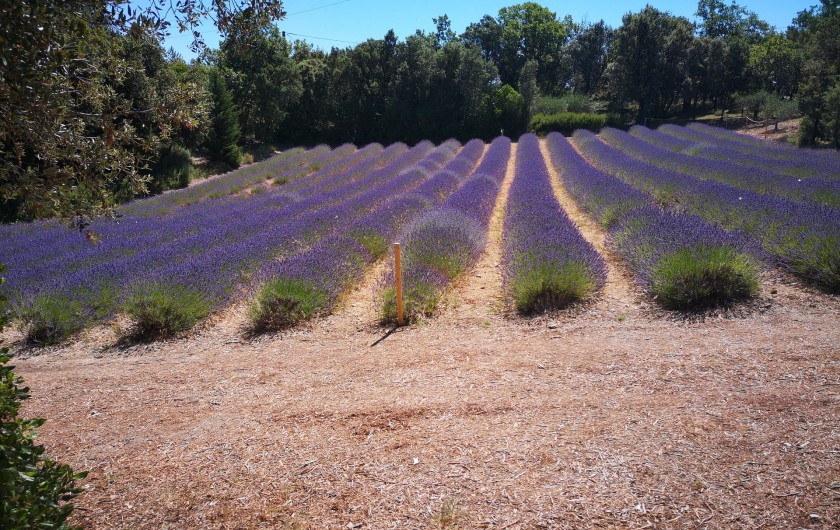 Symbole de la Provence : les champs de lavandes
