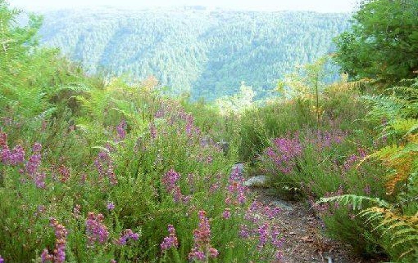 Location de vacances - Chambre d'hôtes à Camps-Saint-Mathurin-Léobazel