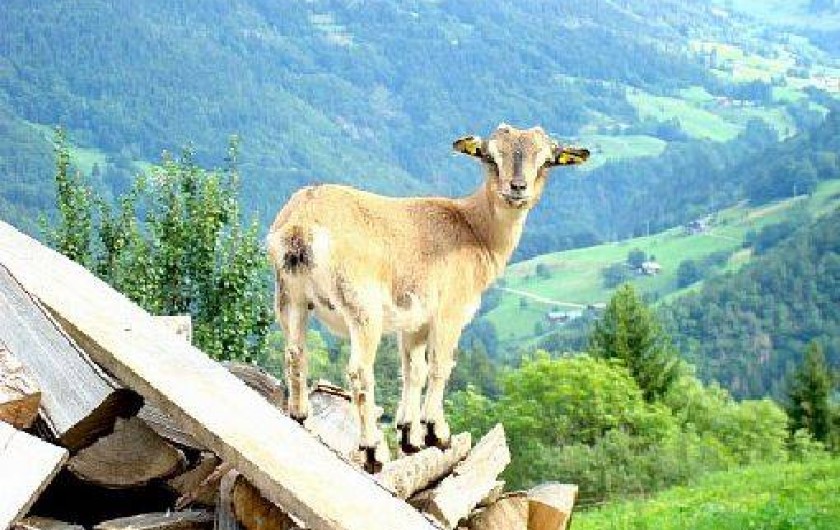 Location de vacances - Chalet à Beaufort