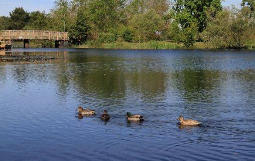 Location de vacances - Bungalow - Mobilhome à Hourtin