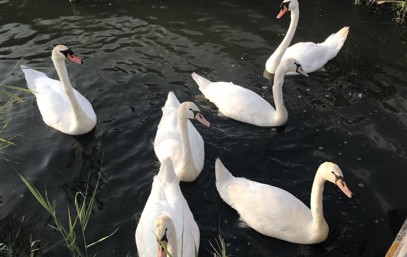 Location de vacances - Villa à Blonville-sur-Mer