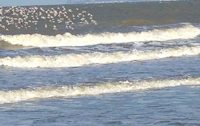 Location de vacances - Villa à Blonville-sur-Mer