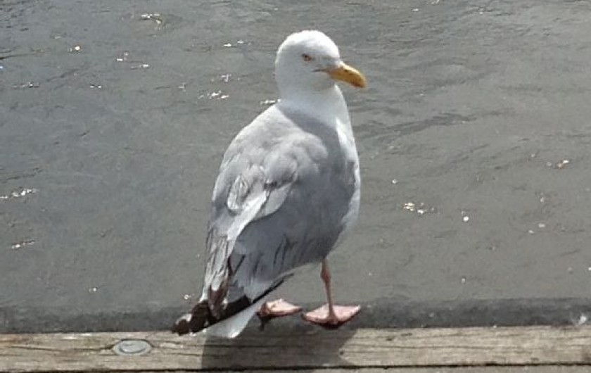 Location de vacances - Villa à Blonville-sur-Mer - Bon séjour en Normandie