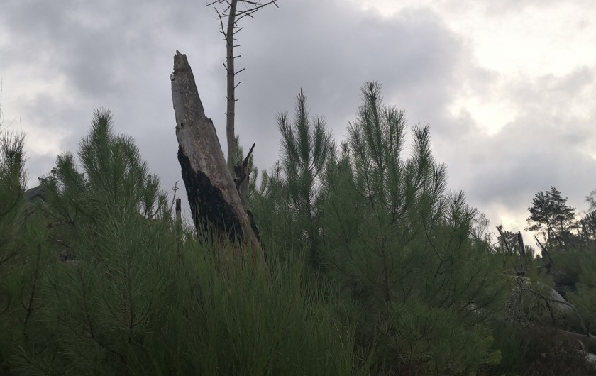 Location de vacances - Appartement à Noisy-sur-École - Quelques particularités de notre belle nature.