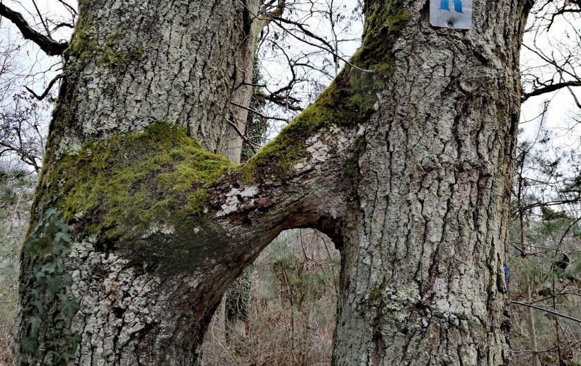 Location de vacances - Appartement à Noisy-sur-École