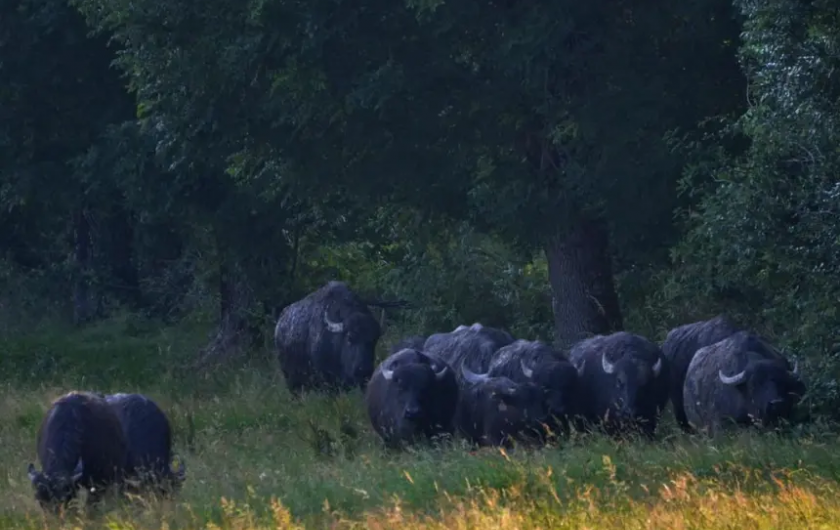 Location de vacances - Maison - Villa à Espalion