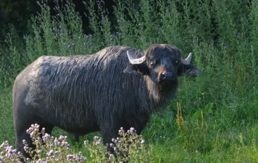 Location de vacances - Maison - Villa à Espalion