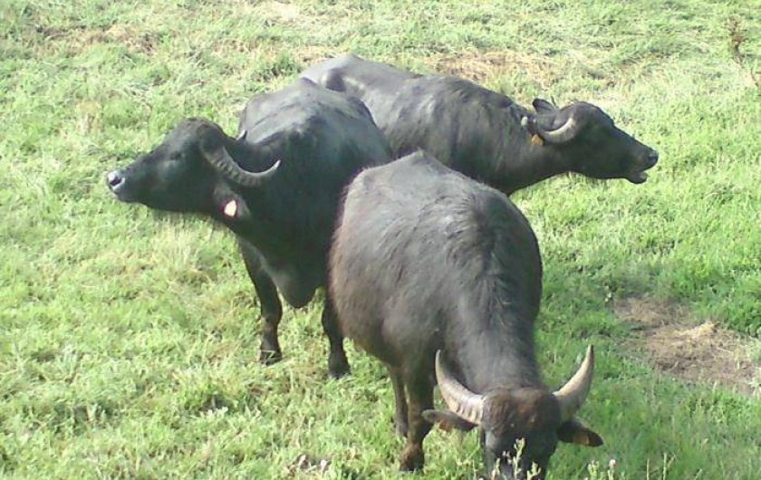 Location de vacances - Maison - Villa à Espalion