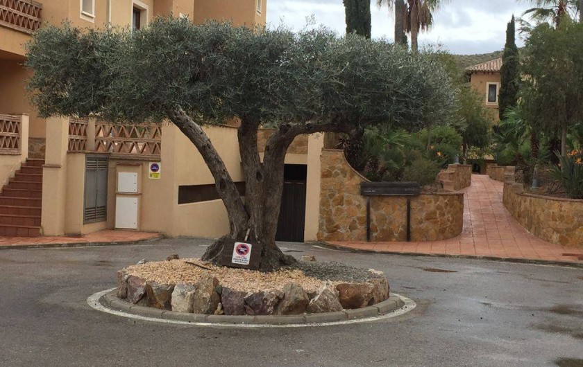 Location de vacances - Appartement à Vera - Parking privatif avec un magnifique olivier à l'entrée