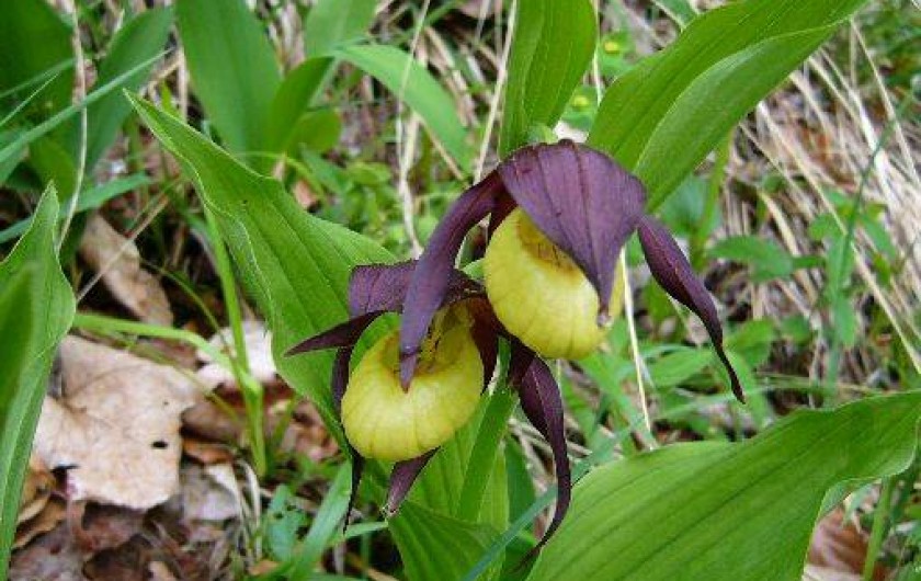 Location de vacances - Chalet à Saint-Hilaire - Sabot de venus