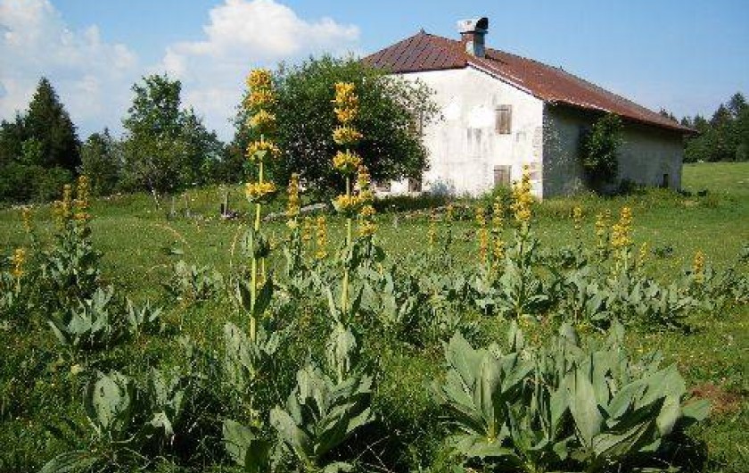 Location de vacances - Gîte à Gellin