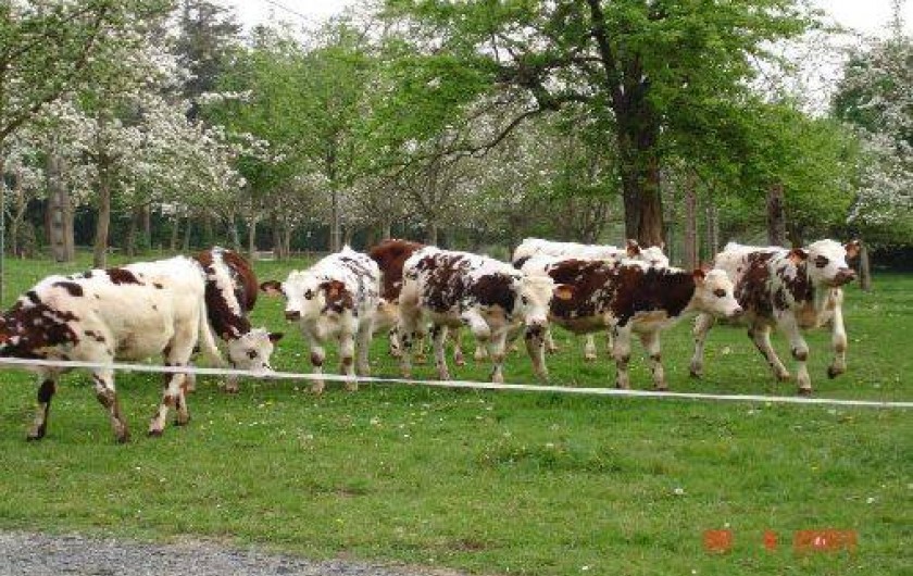 Location de vacances - Gîte à Landelles-et-Coupigny
