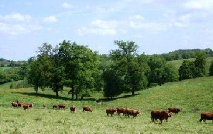 Location de vacances - Gîte à Orgnac-sur-Vézère