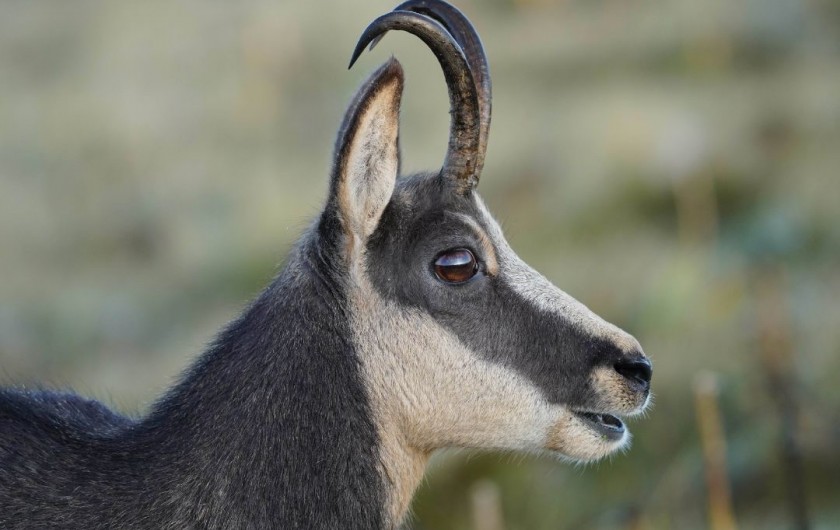 Location de vacances - Maison - Villa à Orbey