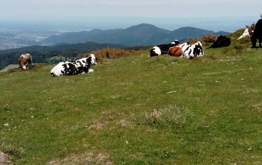 Location de vacances - Maison - Villa à Orbey