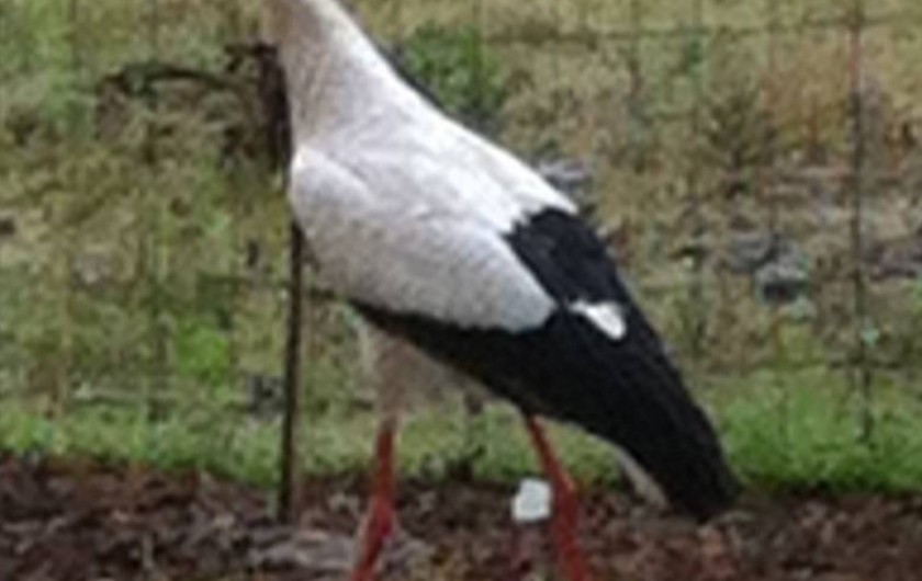 Location de vacances - Gîte à Eguisheim