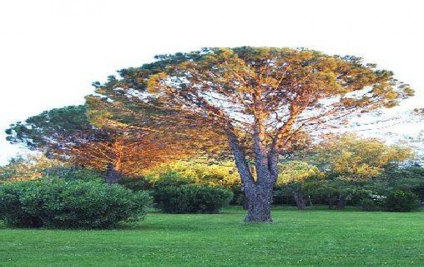 Location de vacances - Chambre d'hôtes à Vedène