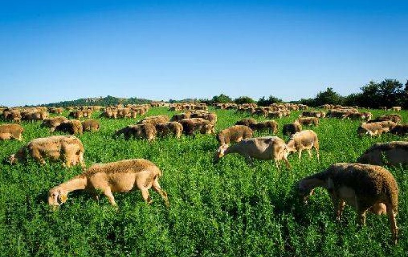 Location de vacances - Gîte à Sévérac-le-Château
