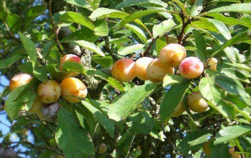 Location de vacances - Gîte à Xaffévillers