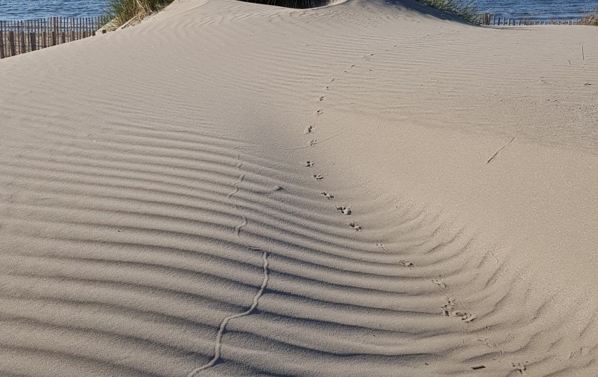 Location de vacances - Appartement à Port Camargue