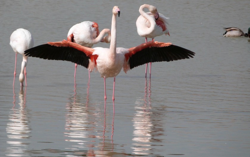 Location de vacances - Appartement à Port Camargue