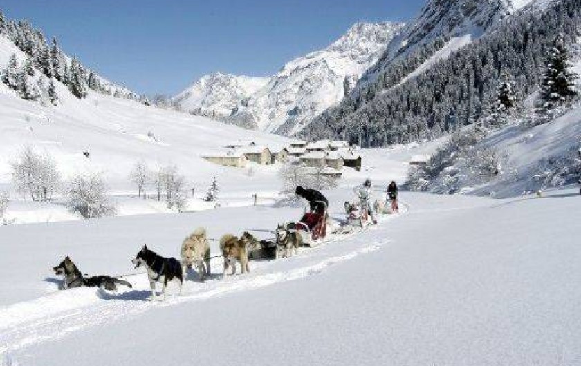 Location de vacances - Appartement à Pralognan-la-Vanoise - Les chiens de traîneaux