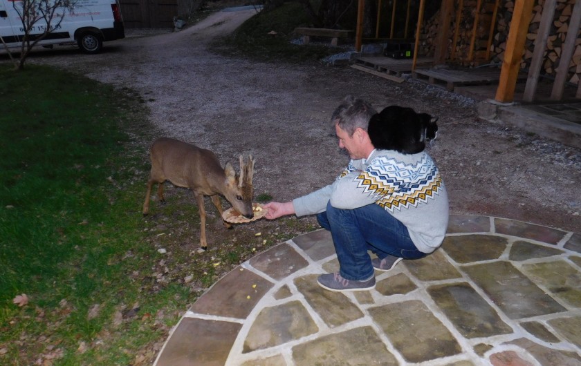 Location de vacances - Gîte à Arrentès-de-Corcieux - Joli moment avec le chevreuil