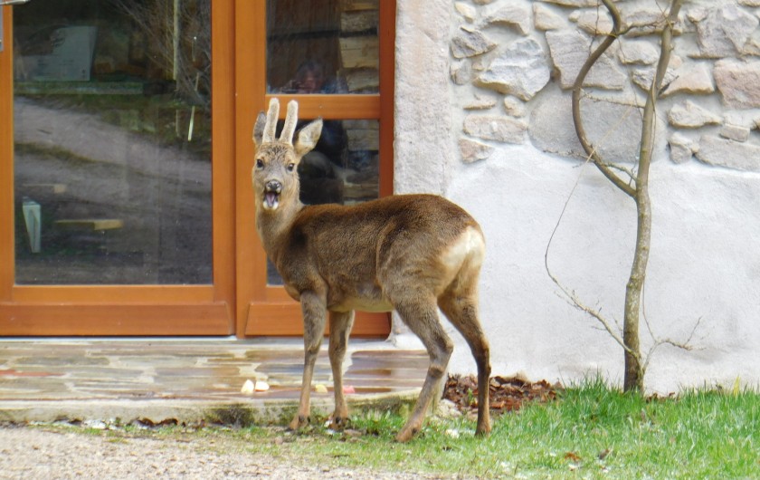 Location de vacances - Gîte à Arrentès-de-Corcieux - le chevreuil en visite
