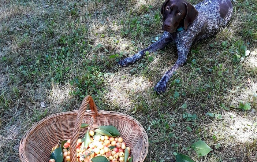 Location de vacances - Chambre d'hôtes à Saint-Martin-le-Vieil - Nos amis à quatre pattes sont les bienvenus