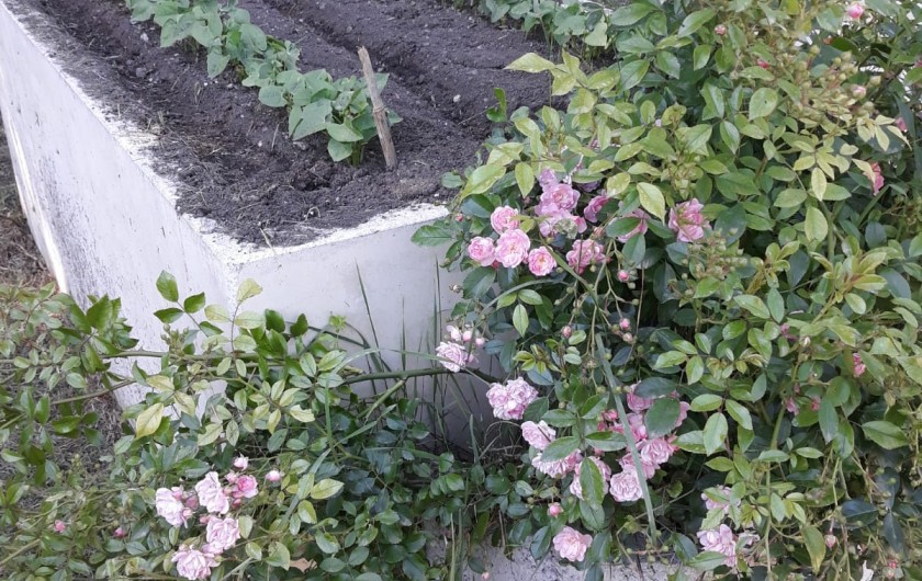 Location de vacances - Chambre d'hôtes à Saint-Martin-le-Vieil - Le potager "Bio" de la Tuilerie de Villelongue