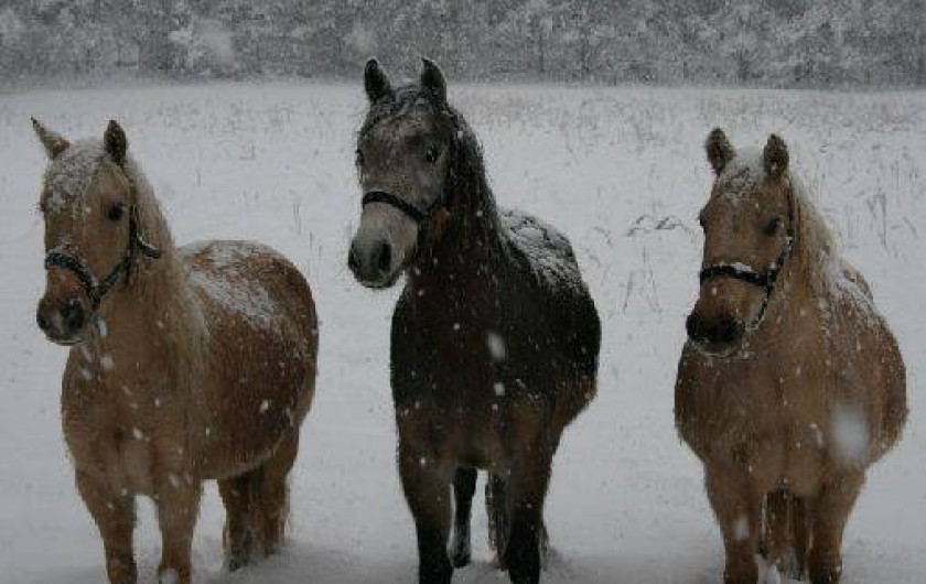Location de vacances - Mas à Saint-Cannat