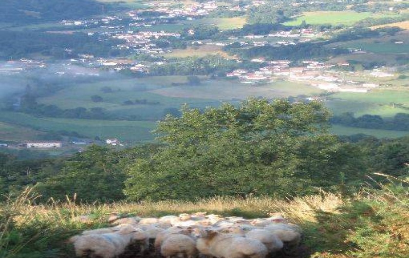 Location de vacances - Gîte à Saint-Étienne-de-Baïgorry - Brebis Manech tête rousse à Jara
