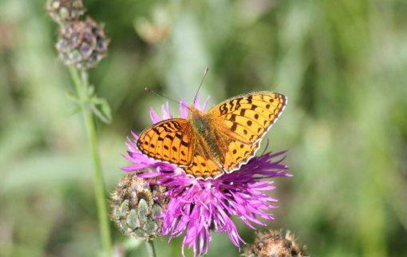 Location de vacances - Gîte à Arvieux