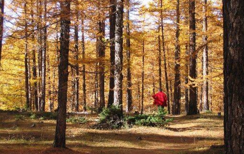 Location de vacances - Gîte à Arvieux