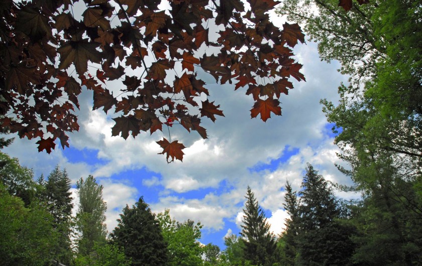 Location de vacances - Chambre d'hôtes à Saint-Laurent-de-Lévézou - Allongé sous les arbres