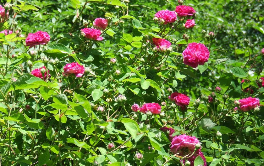 Location de vacances - Chambre d'hôtes à Saint-Laurent-de-Lévézou - Rosier ancien en juin