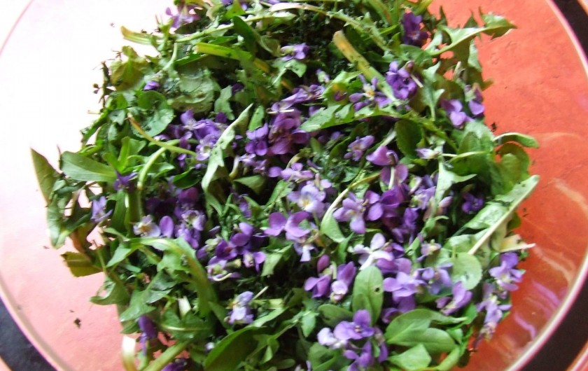Location de vacances - Chambre d'hôtes à Saint-Laurent-de-Lévézou - salade sauvage de printemps