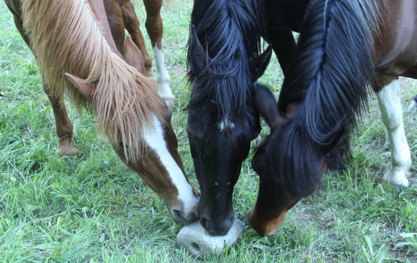 Location de vacances - Chambre d'hôtes à Saint-Laurent-de-Lévézou - Nos pensionnaires de La Melière
