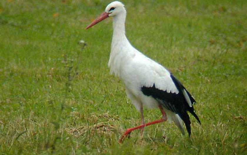 Location de vacances - Gîte à Kaysersberg - Une cigogne dans un pré et qui cherche à manger