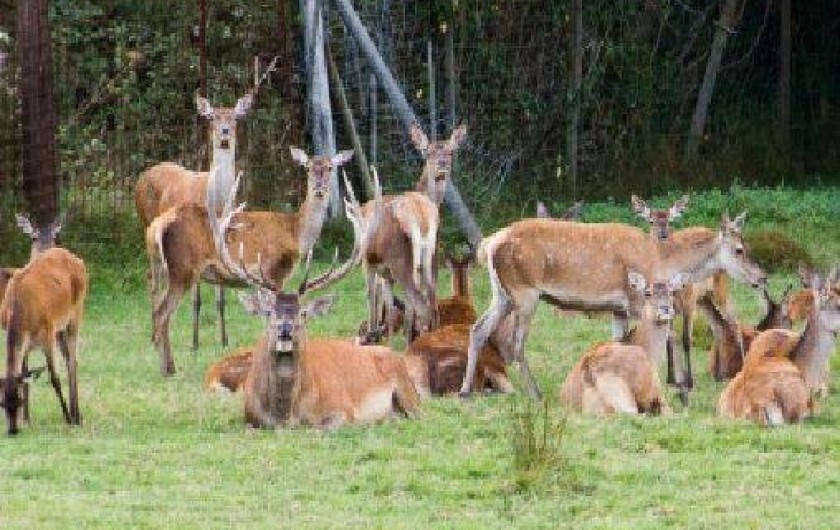 Location de vacances - Gîte à Birkenwald
