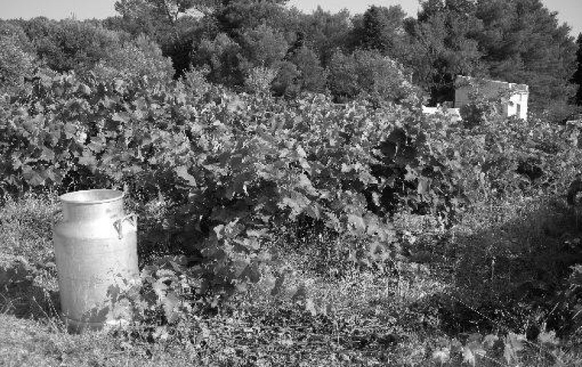 Location de vacances - Gîte à Barbentane